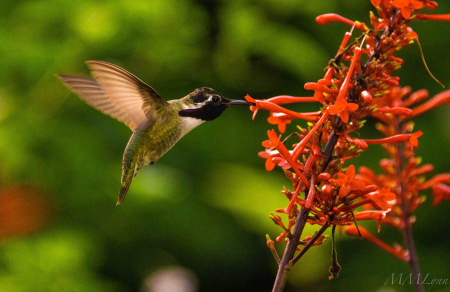 Hummingbird's snack