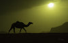 Lonely Camel