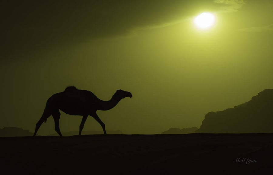 Lonely Camel