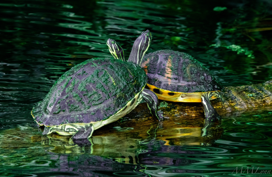 Turtles in love