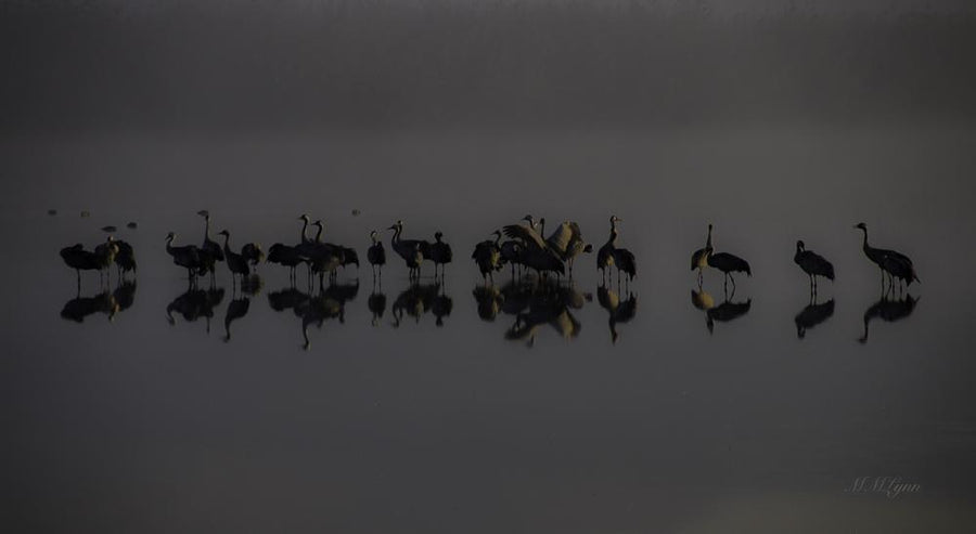 Cranes at Hula Dawn