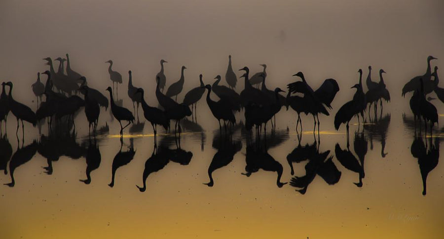 Cranes at Hula Sunrise