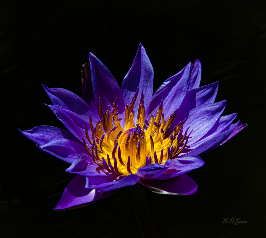 Flower in the dark