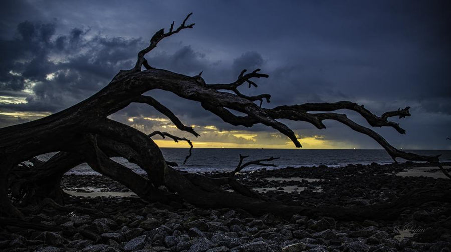 Sunrise at tree museum