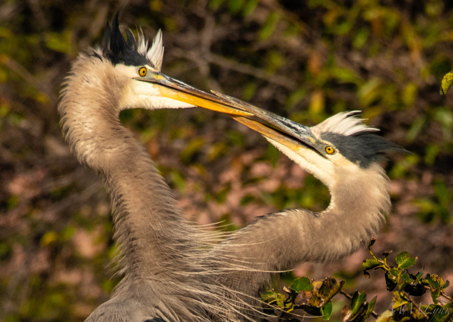 Herons in Love